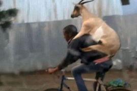 爆料山羊炒作视频,揭秘网络爆红山羊炒作视频背后的真相  第1张 爆料山羊炒作视频,揭秘网络爆红山羊炒作视频背后的真相  第1张