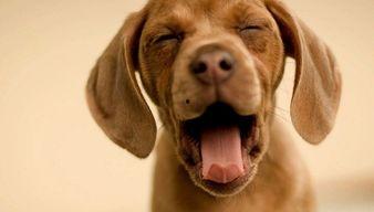 娱乐吃瓜酱监控小狗,小狗日常萌态大曝光!