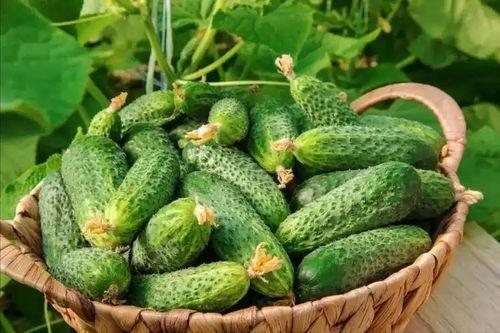 新黄瓜最新爆料视频大全,揭秘幕后真相与精彩瞬间  第2张 新黄瓜最新爆料视频大全,揭秘幕后真相与精彩瞬间  第2张