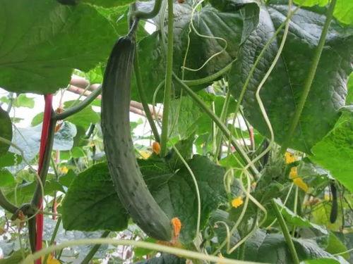 新黄瓜最新爆料视频大全,揭秘幕后真相与精彩瞬间  第3张 新黄瓜最新爆料视频大全,揭秘幕后真相与精彩瞬间  第3张