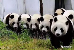 熊猫村最新爆料大赛,揭秘神秘事件,竞猜大奖等你来拿!  第2张 熊猫村最新爆料大赛,揭秘神秘事件,竞猜大奖等你来拿!  第2张