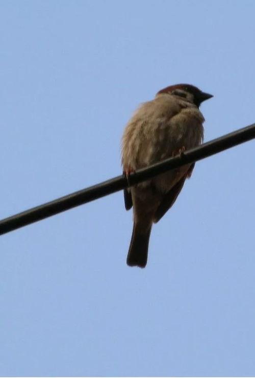 在线观看麻雀,揭秘网络影视的崛起与魅力  第2张 在线观看麻雀,揭秘网络影视的崛起与魅力  第2张