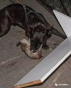 狗抓老鼠新闻爆料视频下载,罕见奇观引发网友热议,视频下载火爆网络  第2张 狗抓老鼠新闻爆料视频下载,罕见奇观引发网友热议,视频下载火爆网络  第2张