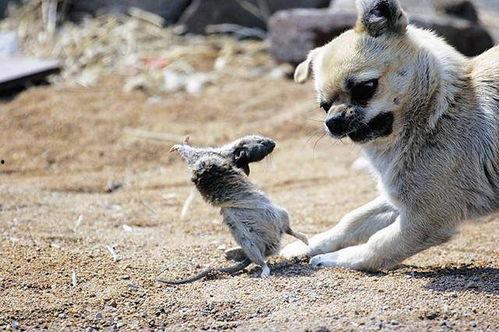 狗抓老鼠新闻爆料视频下载,罕见奇观引发网友热议,视频下载火爆网络  第3张 狗抓老鼠新闻爆料视频下载,罕见奇观引发网友热议,视频下载火爆网络  第3张
