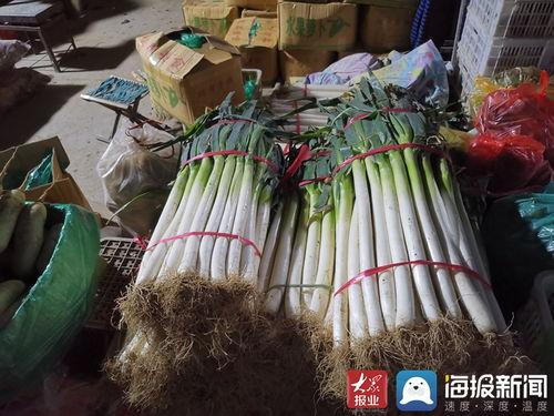 济南大葱价格最新爆料,最新市场行情揭秘  第3张 济南大葱价格最新爆料,最新市场行情揭秘  第3张