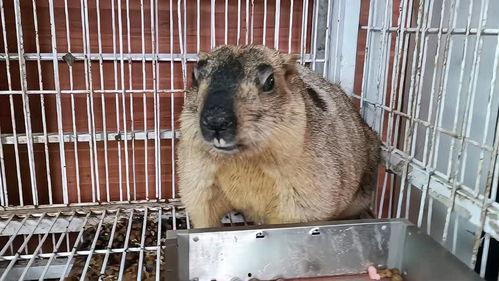 老鼠吃瓜视频在线观看免费,免费观看老鼠吃瓜萌态视频  第2张 老鼠吃瓜视频在线观看免费,免费观看老鼠吃瓜萌态视频  第2张